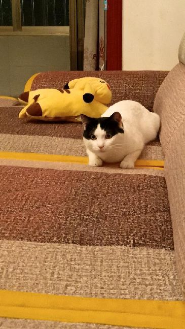 猫图片|宠物猫|猫咪|