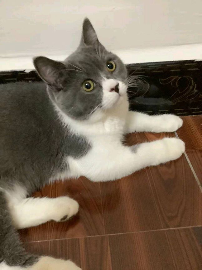 猫图片|宠物猫|猫咪|