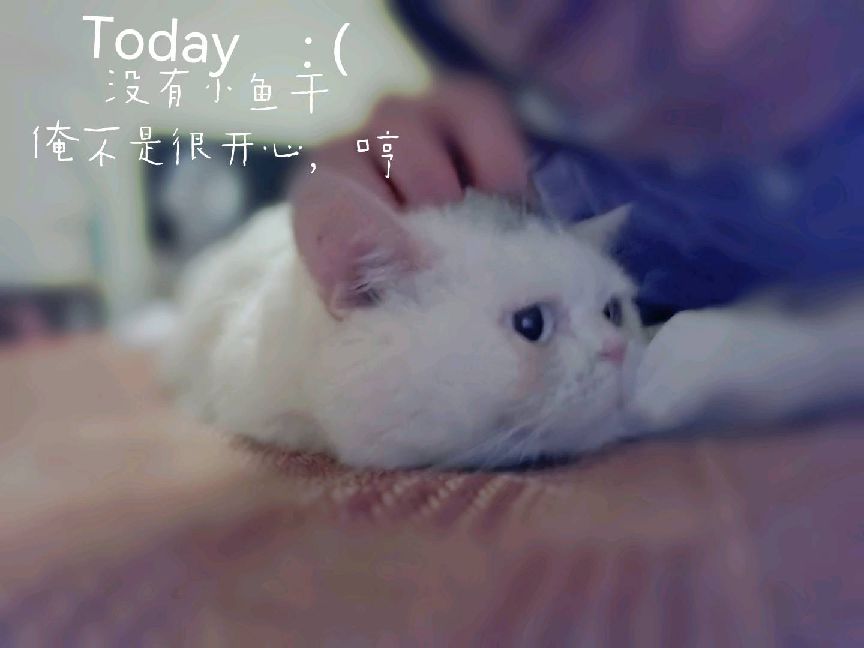 猫图片|宠物猫|猫咪|