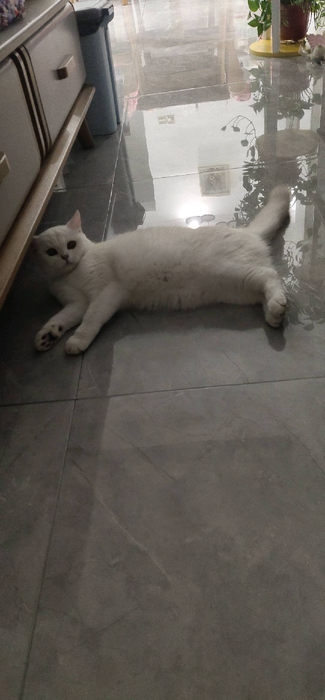 猫图片|宠物猫|猫咪|