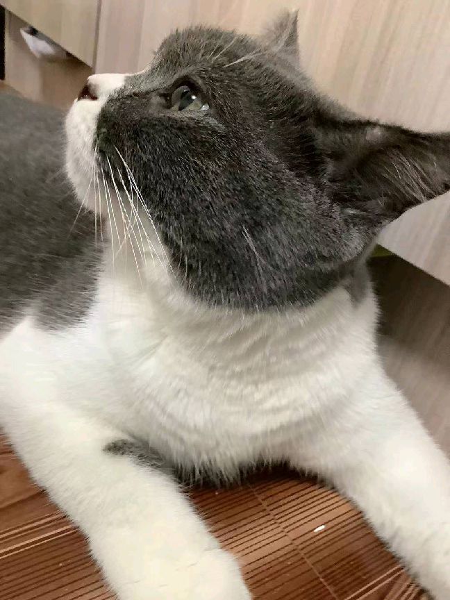 猫图片|宠物猫|猫咪|