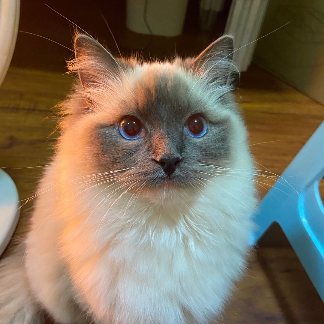 猫图片|宠物猫|猫咪|