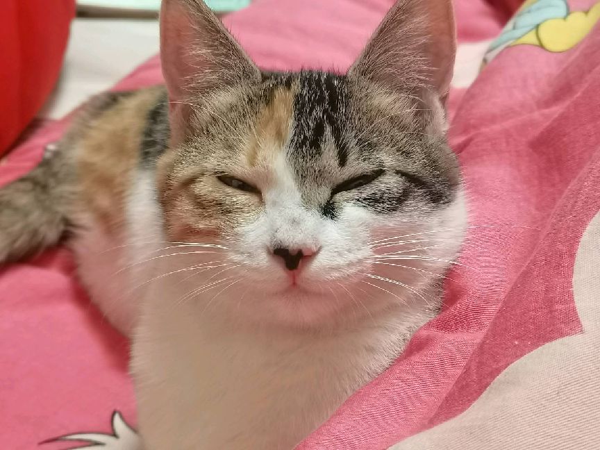 猫图片|宠物猫|猫咪|