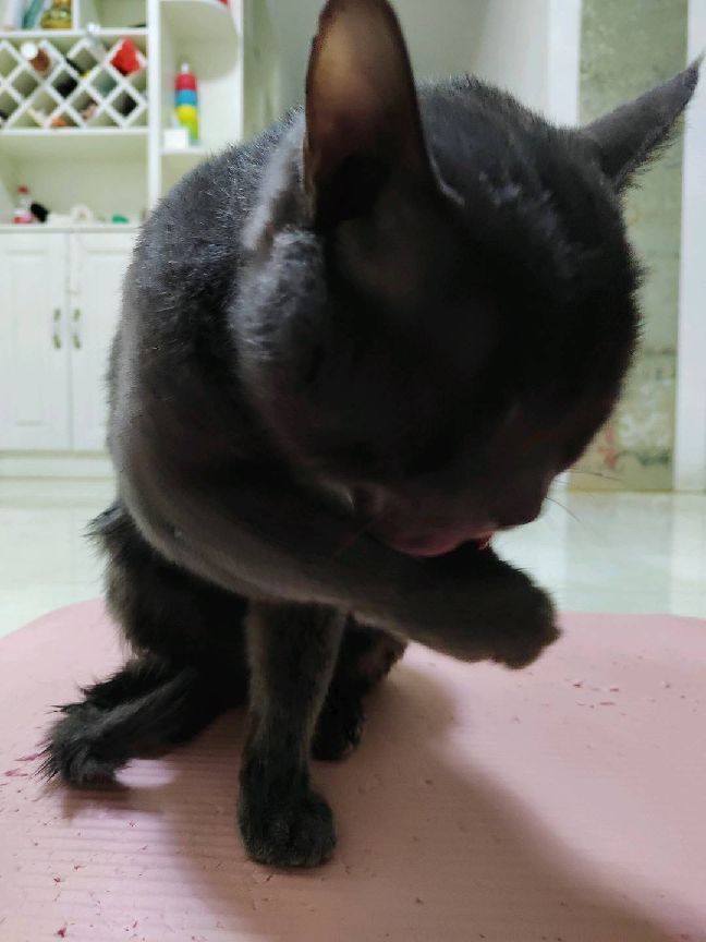 猫图片|宠物猫|猫咪|