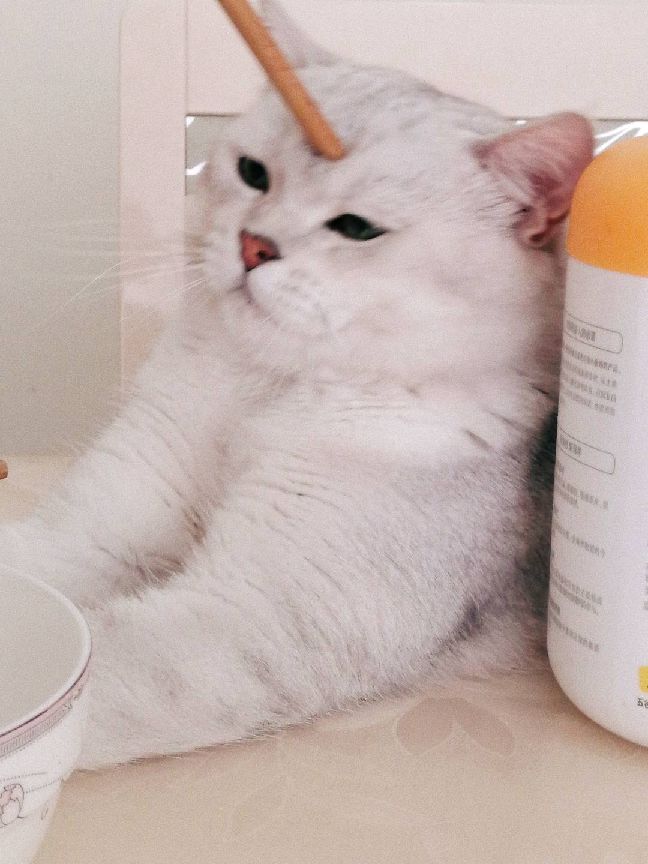 猫图片|宠物猫|猫咪|