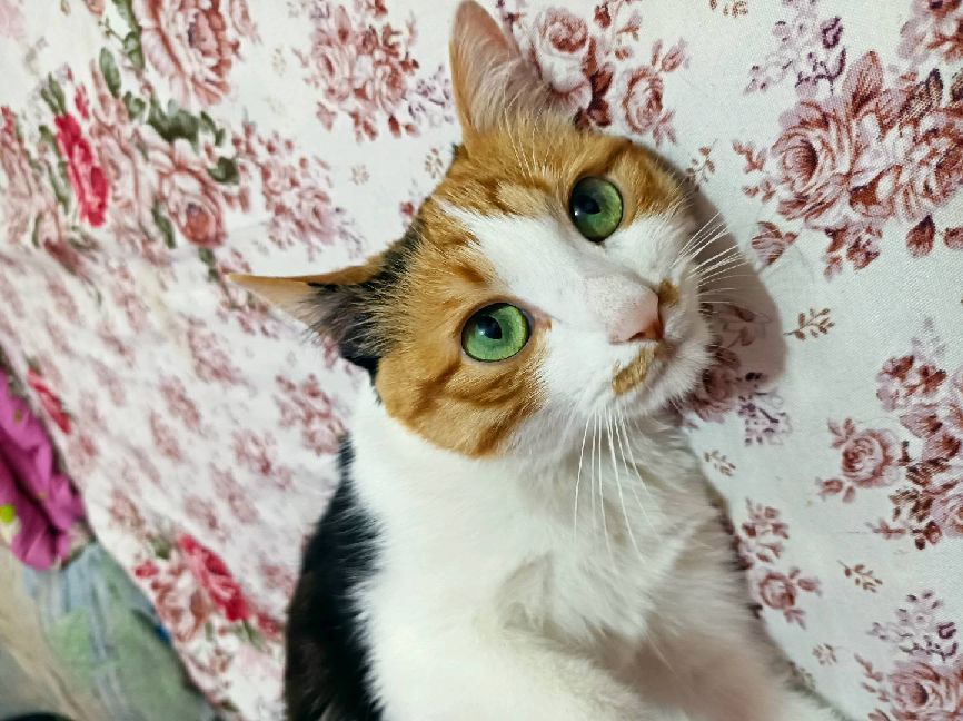 猫图片|宠物猫|猫咪|