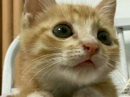 猫图片|宠物猫|猫咪|