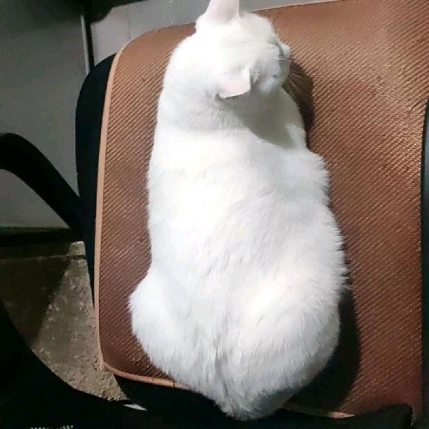 猫图片|宠物猫|猫咪|