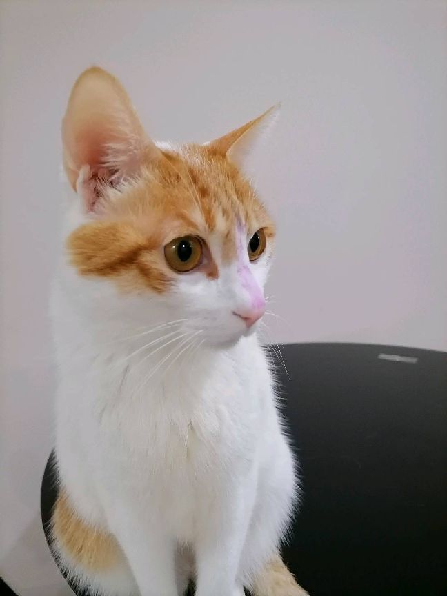 猫图片|宠物猫|猫咪|