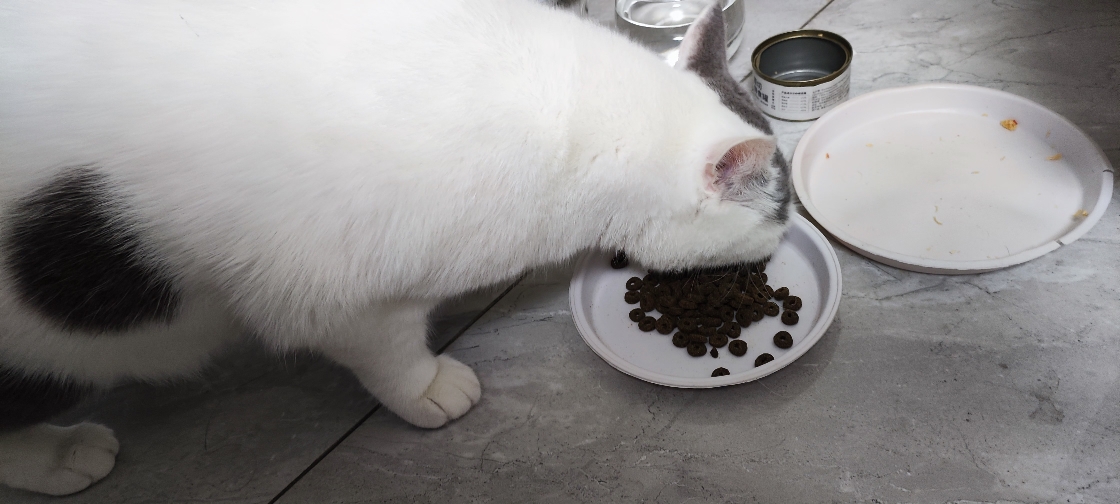 猫图片|宠物猫|猫咪|