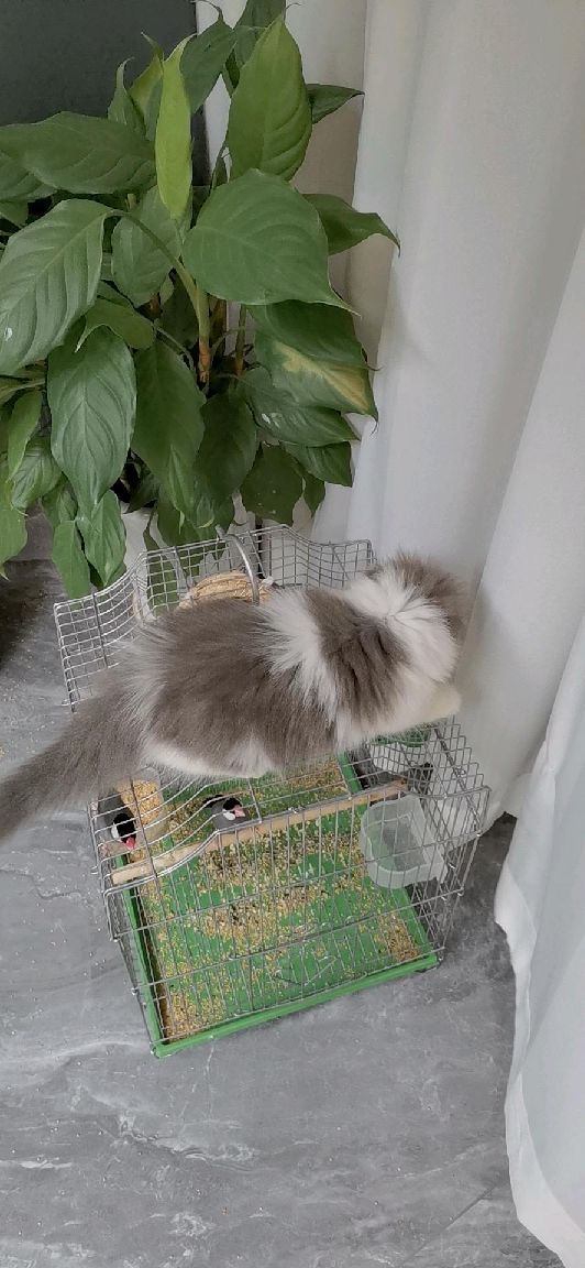 猫图片|宠物猫|猫咪|