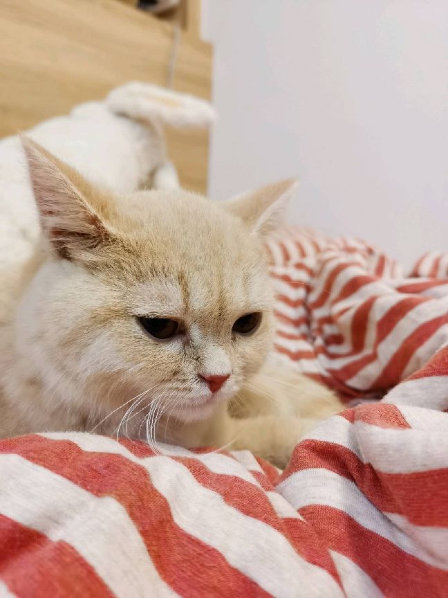 猫图片|宠物猫|猫咪|