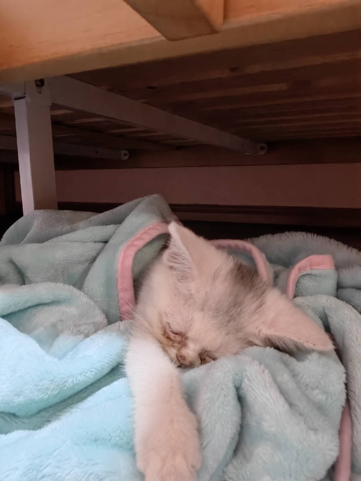 猫图片|宠物猫|猫咪|