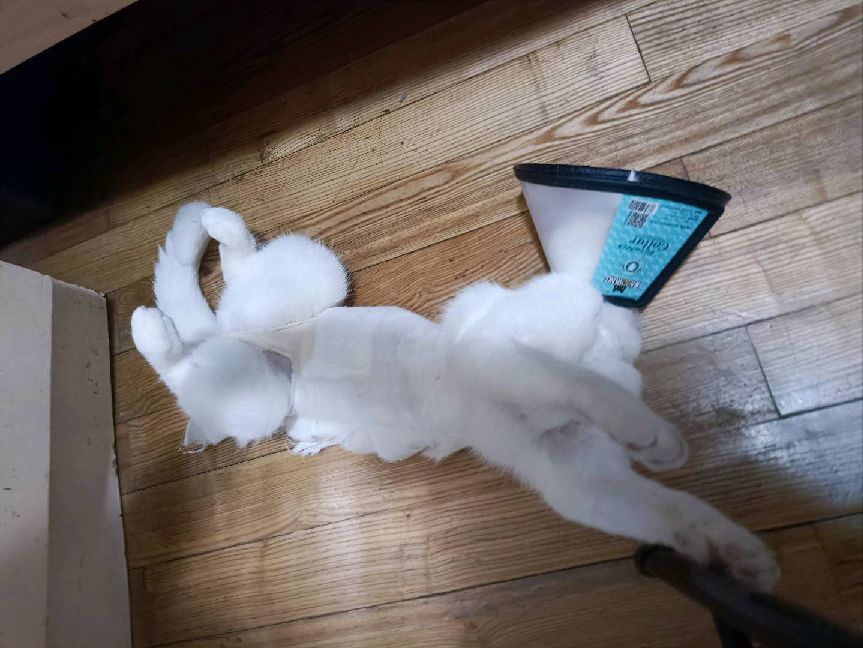 猫图片|宠物猫|猫咪|