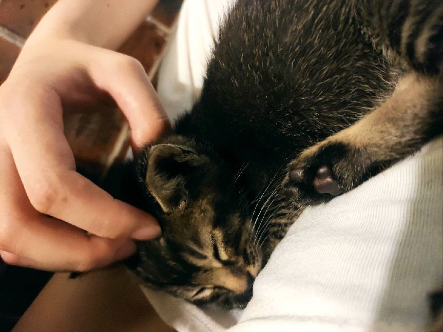 猫图片|宠物猫|猫咪|