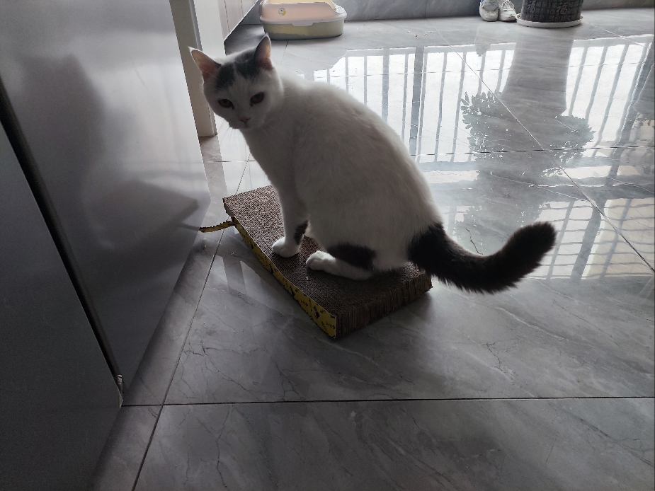 猫图片|宠物猫|猫咪|