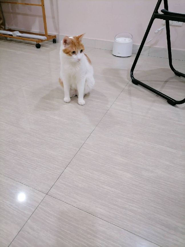 猫图片|宠物猫|猫咪|