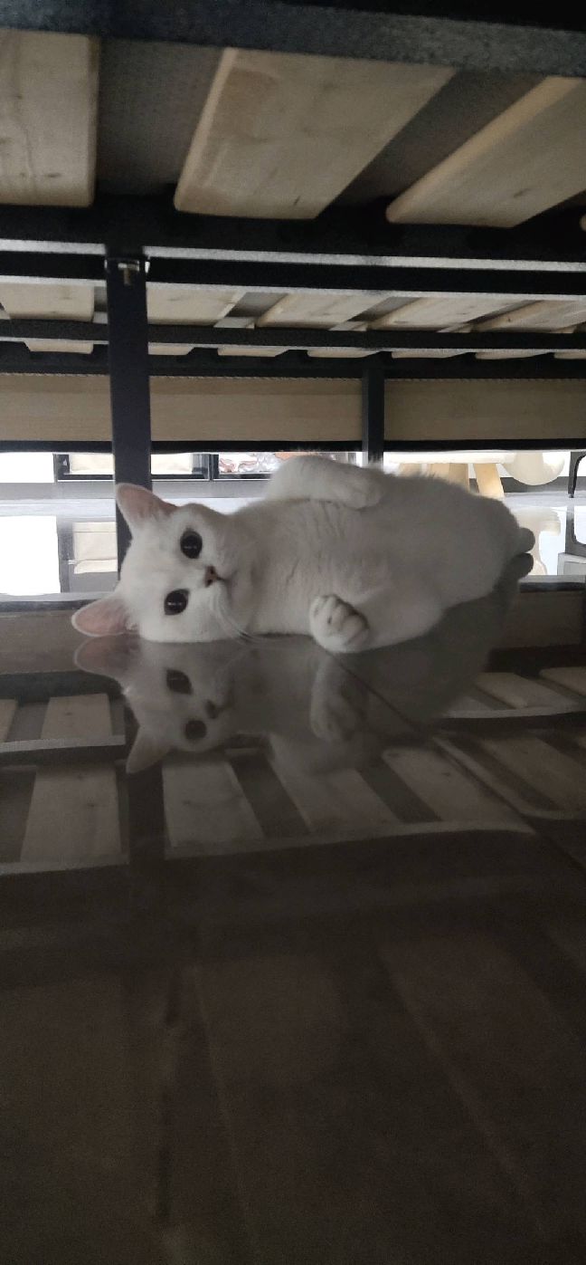 猫图片|宠物猫|猫咪|