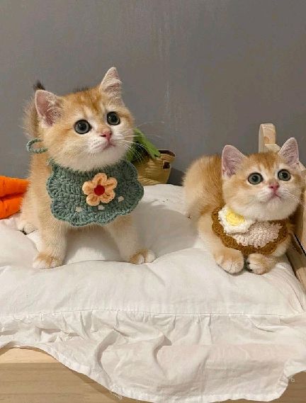 猫图片|宠物猫|猫咪|