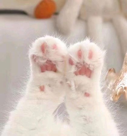 猫图片|宠物猫|猫咪|