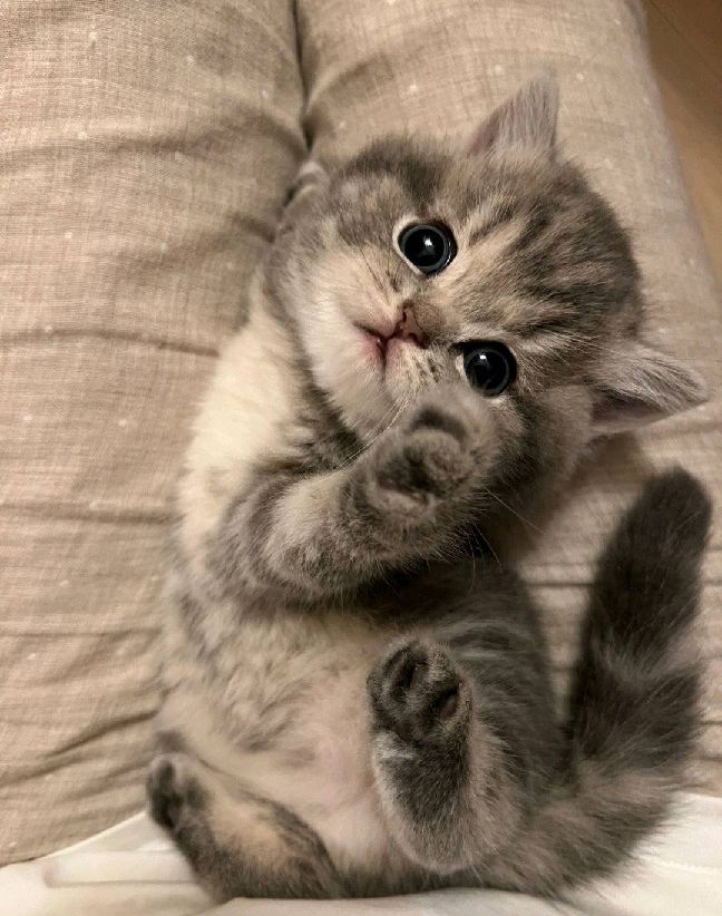 猫图片|宠物猫|猫咪|