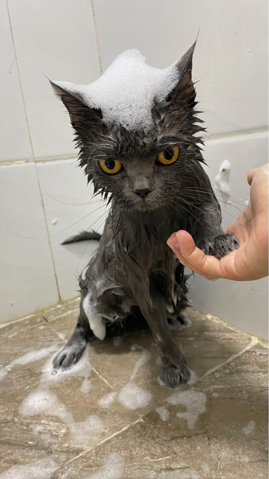 猫图片|宠物猫|猫咪|