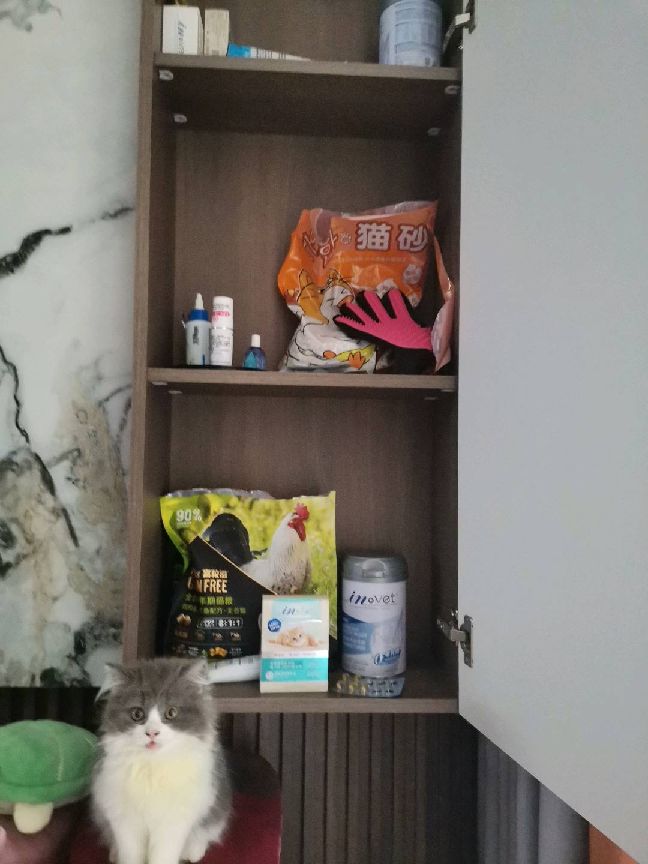 猫图片|宠物猫|猫咪|