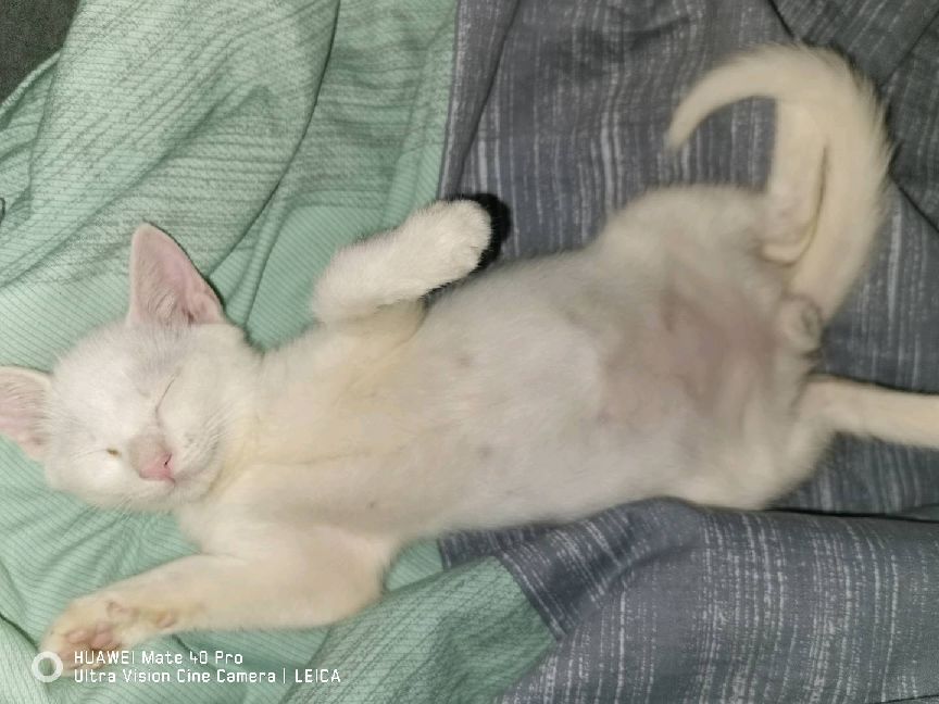 猫图片|宠物猫|猫咪|