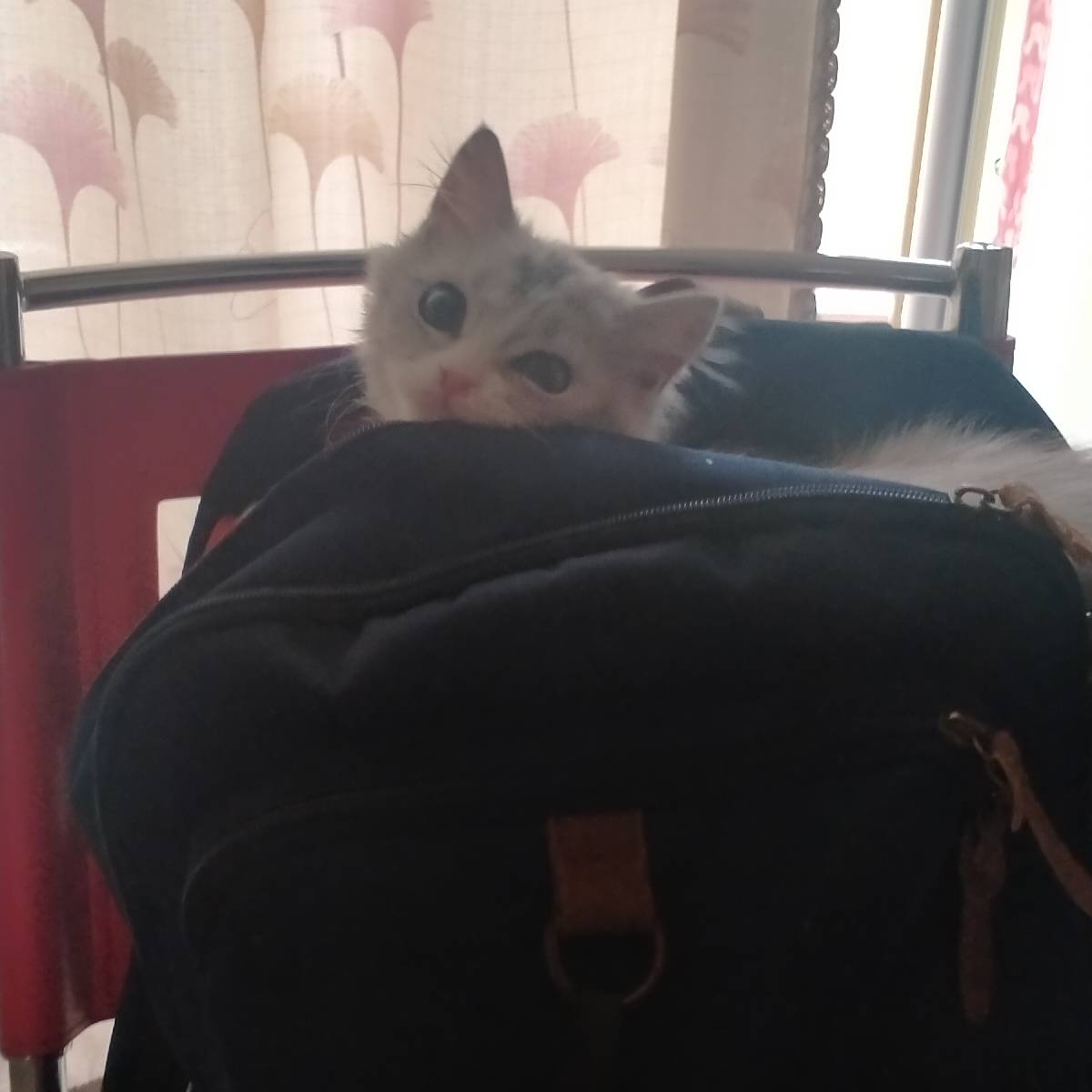 猫图片|宠物猫|猫咪|