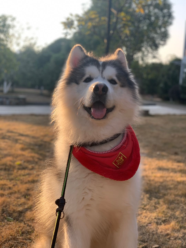 猫图片|宠物猫|猫咪|