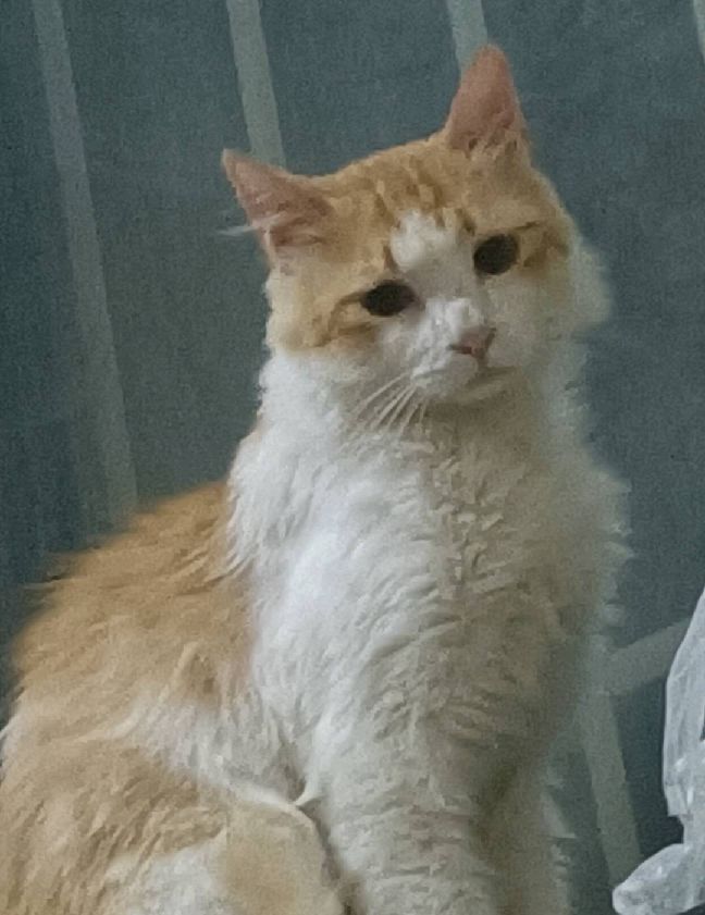 猫图片|宠物猫|猫咪|