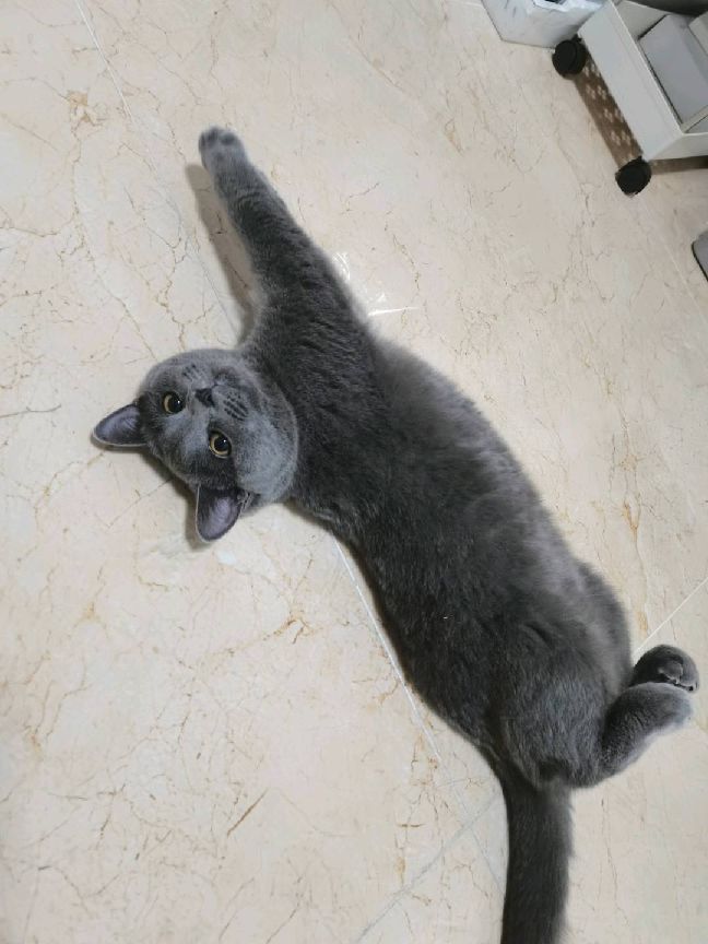 猫图片|宠物猫|猫咪|