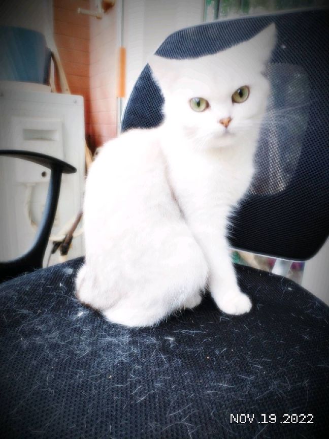 猫图片|宠物猫|猫咪|