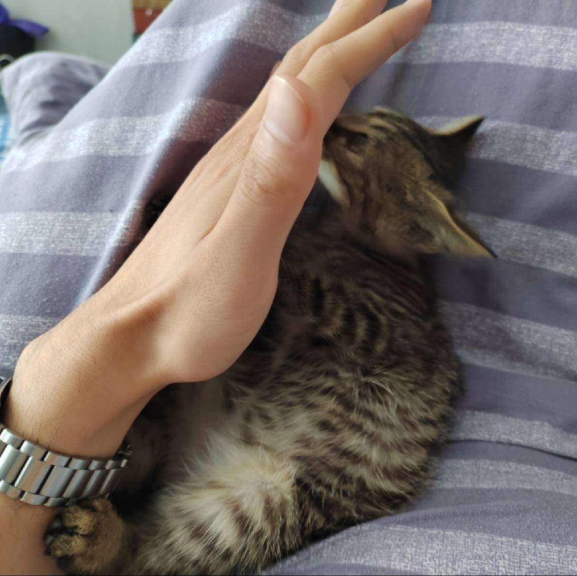 猫图片|宠物猫|猫咪|