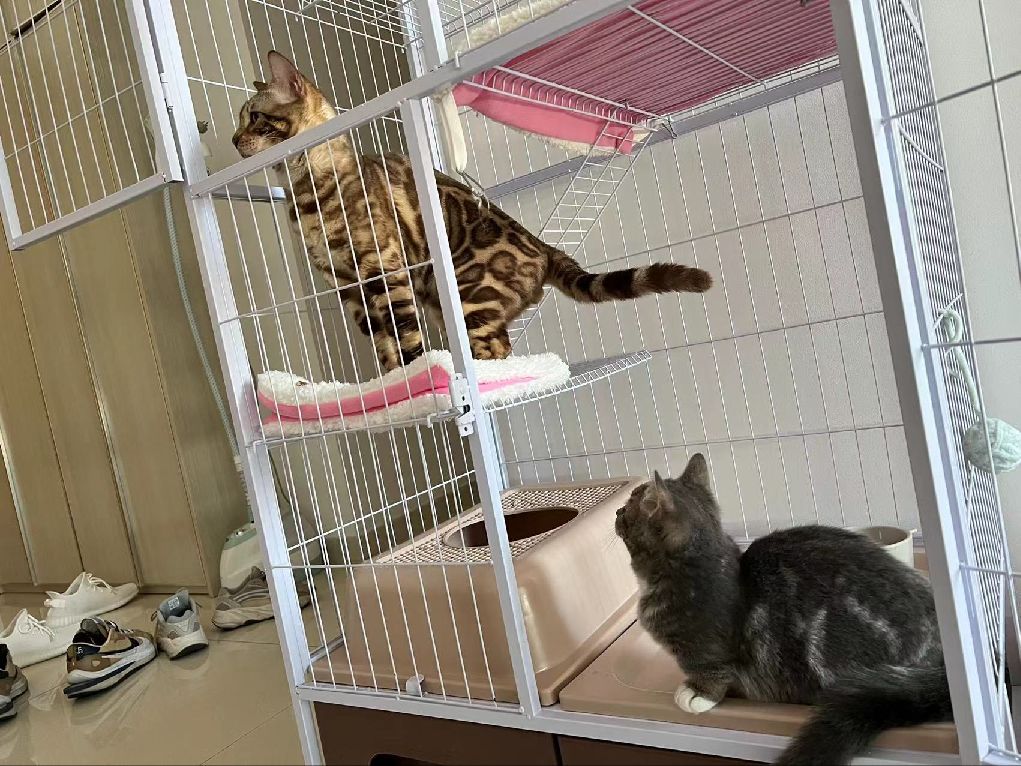 猫图片|宠物猫|猫咪|