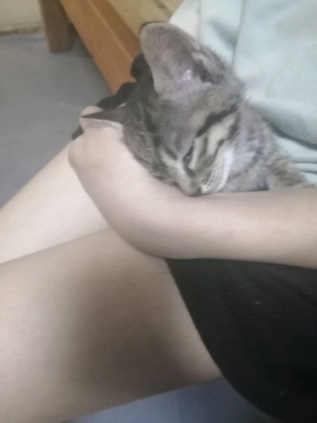 猫图片|宠物猫|猫咪|