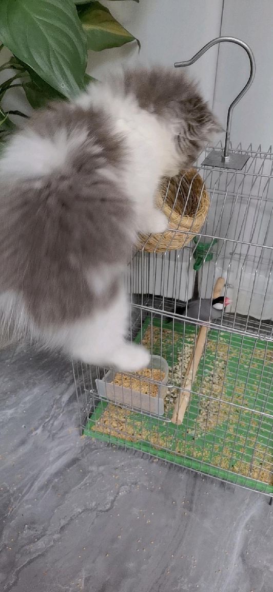 猫图片|宠物猫|猫咪|