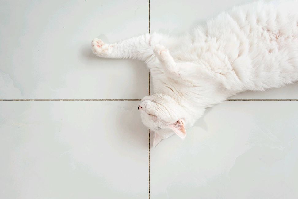 猫图片|宠物猫|猫咪|