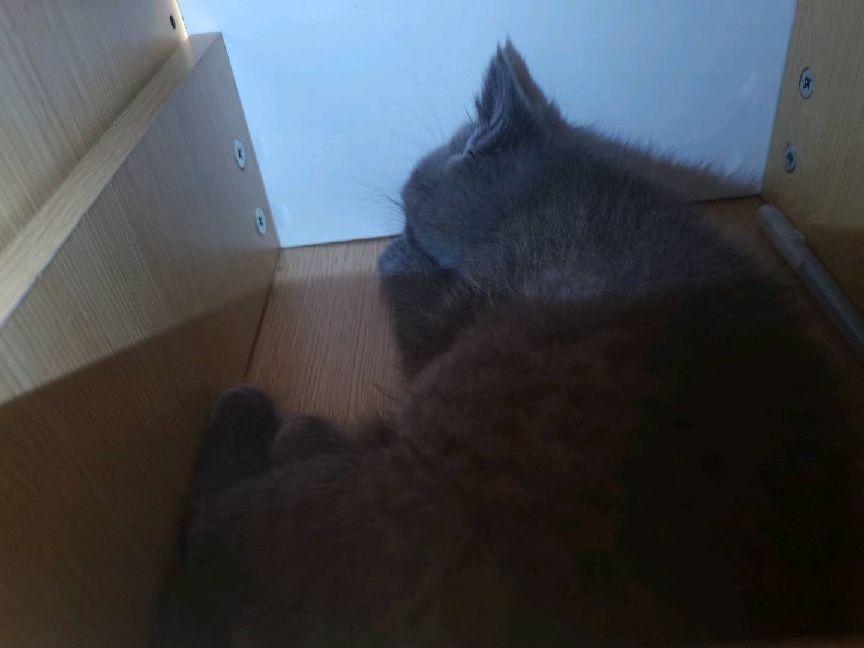 猫图片|宠物猫|猫咪|