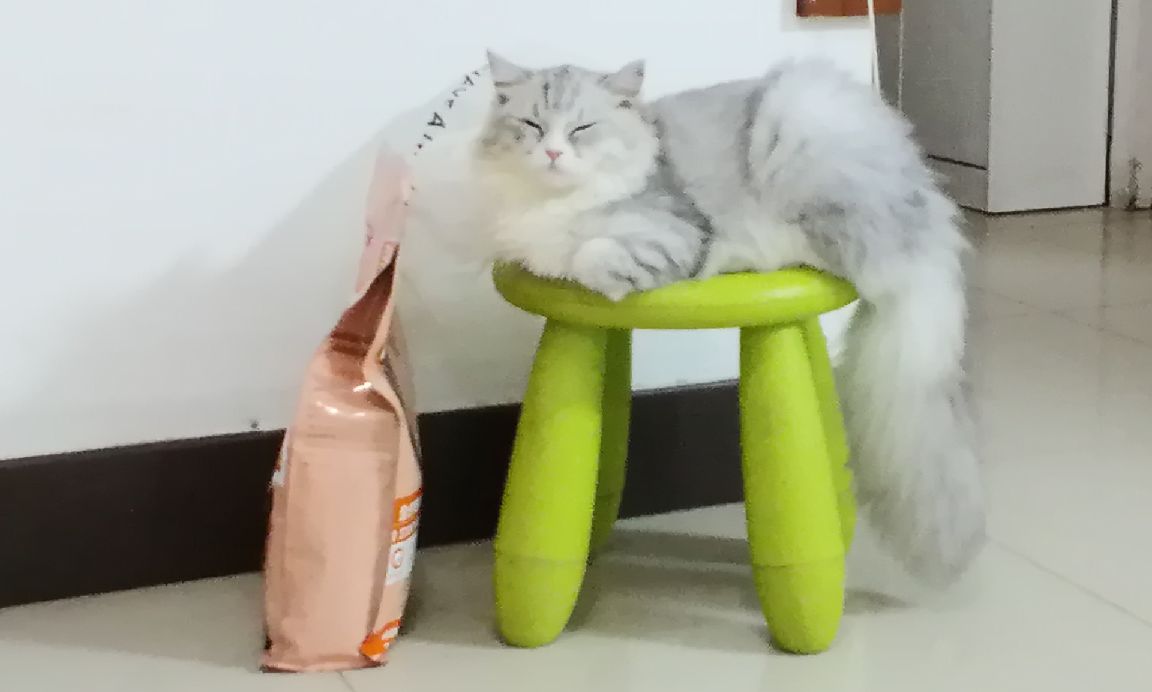 猫图片|宠物猫|猫咪|