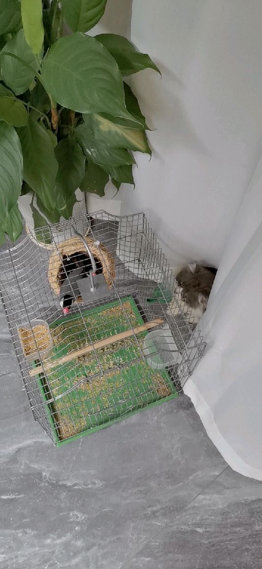 猫图片|宠物猫|猫咪|