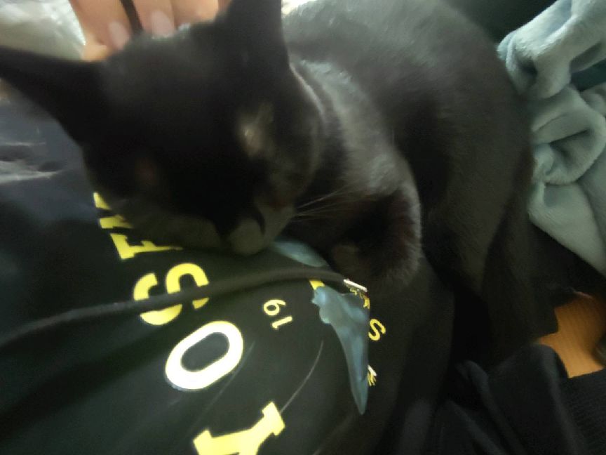 猫图片|宠物猫|猫咪|