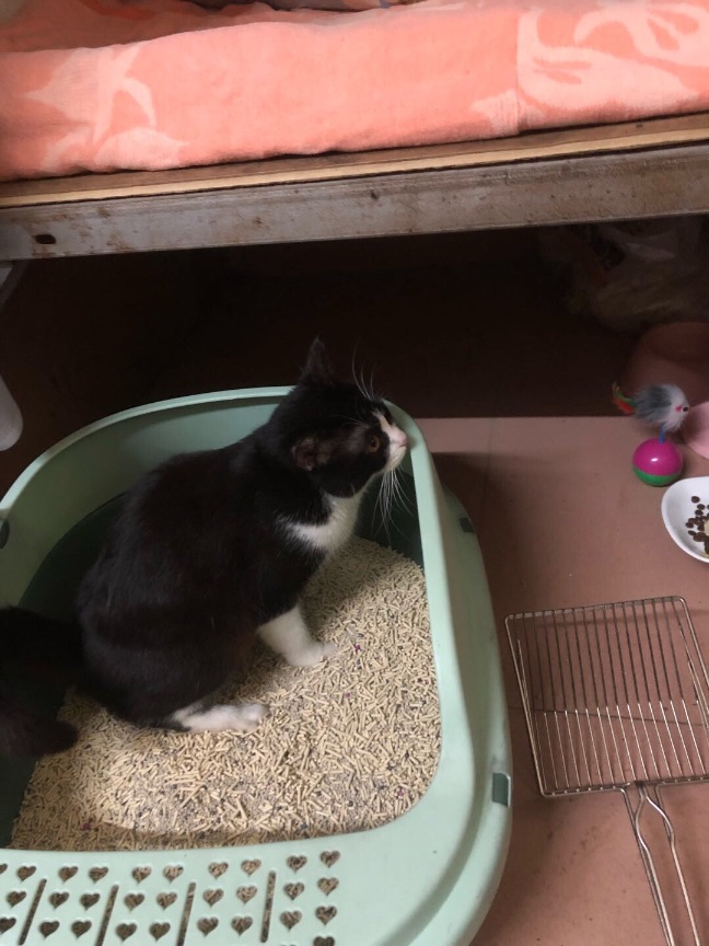 猫图片|宠物猫|猫咪|