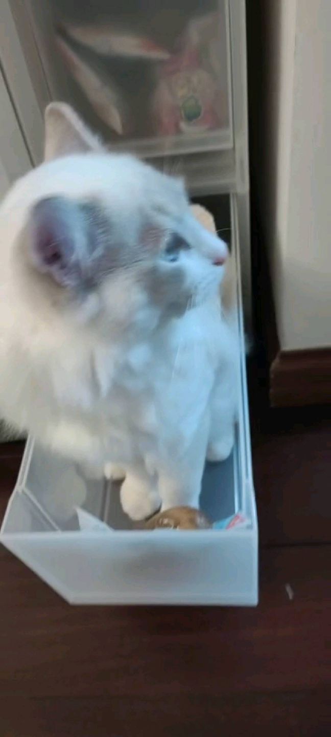 猫图片|宠物猫|猫咪|