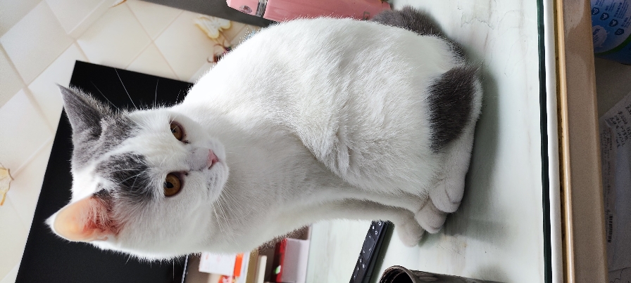 猫图片|宠物猫|猫咪|