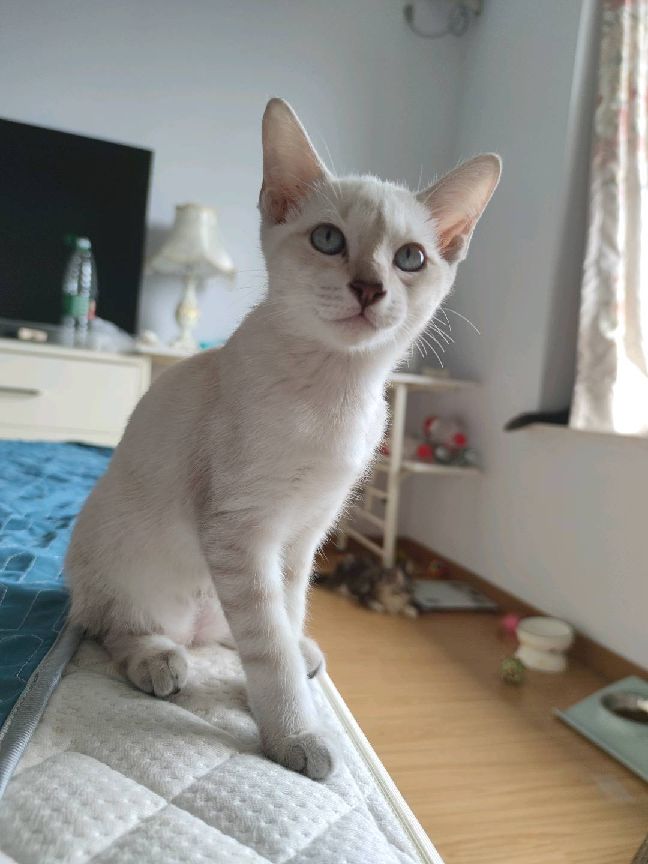 猫图片|宠物猫|猫咪|