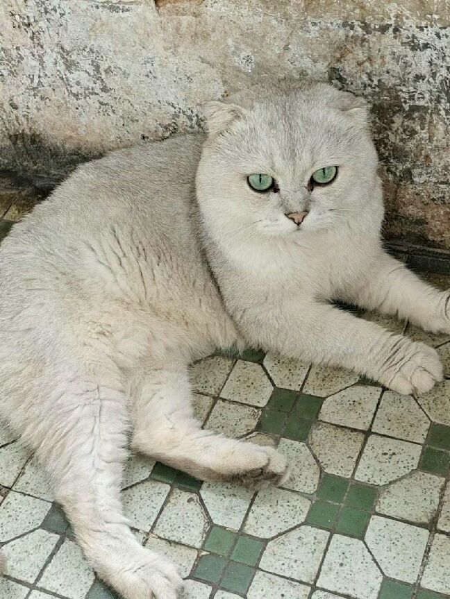 猫图片|宠物猫|猫咪|