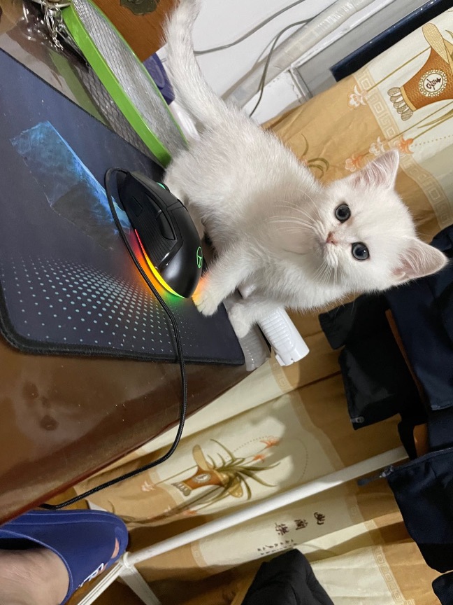 猫图片|宠物猫|猫咪|