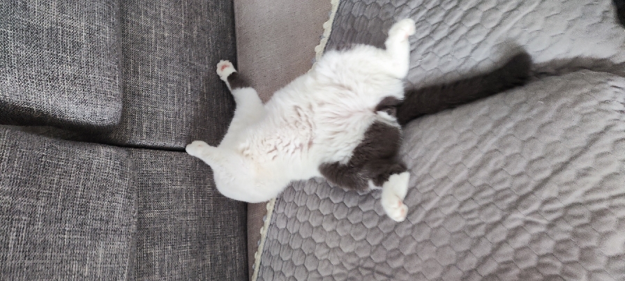 猫图片|宠物猫|猫咪|