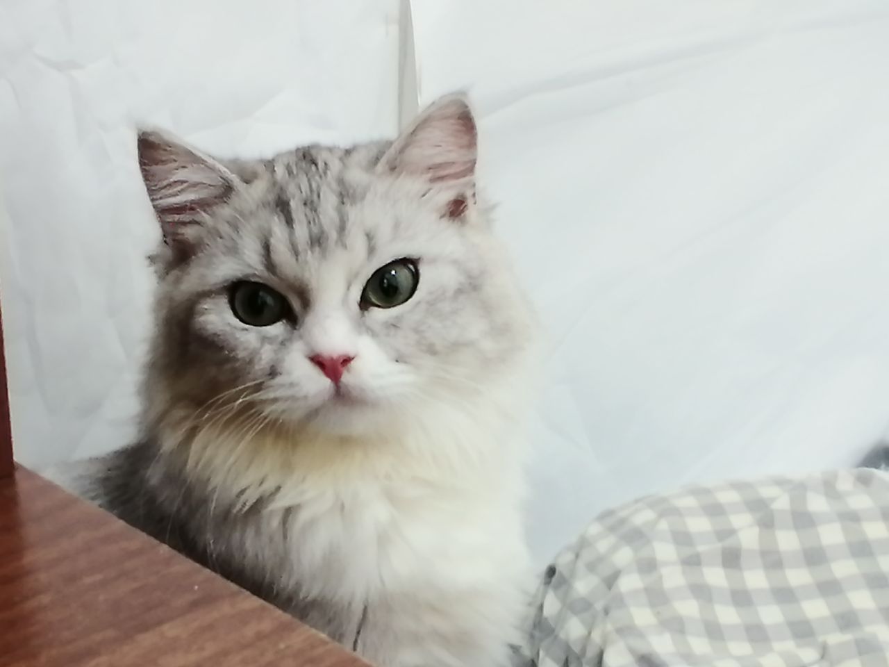 猫图片|宠物猫|猫咪|